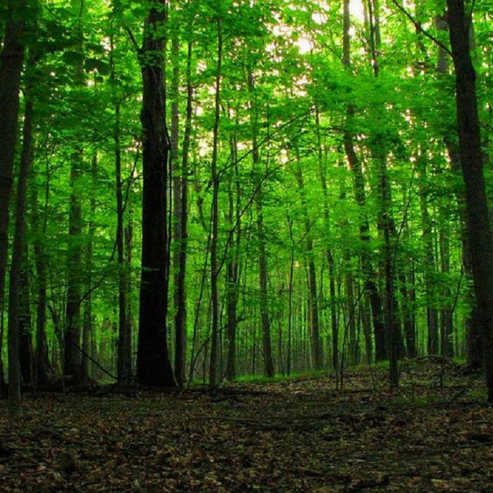 2025. december 30-ával kötelező bevezetni az EUDR rendelkezéseit